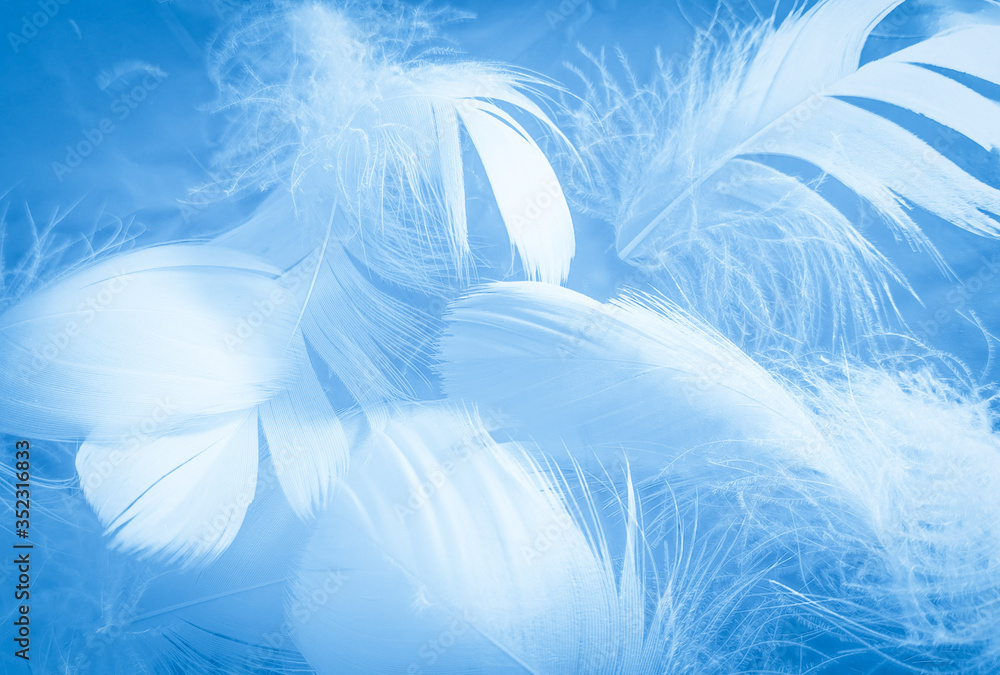 Beautiful abstract colorful white and blue feathers on white background