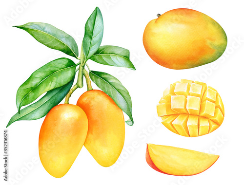 Watercolor mango tree branch with fruits and leaves