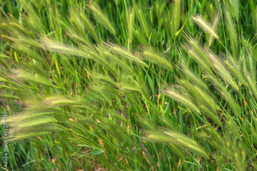 green grass background wheat spikelets