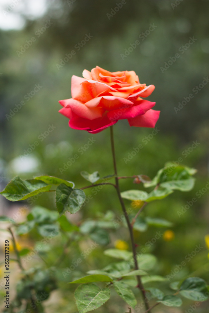 Close-up of beautiful red and orange wild rose Close-up of beautiful red and orange wild rose