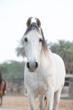portrait of a grey marwari horse