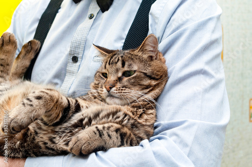 soft focus of man holding adorable brown striped tabby cat on back © Viktoriia