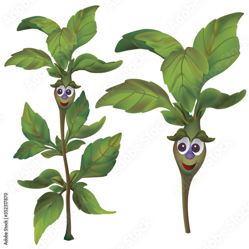 Cute happy cartoon green basil herb. Funny flower and plant drawing. Mascot cartoon style.