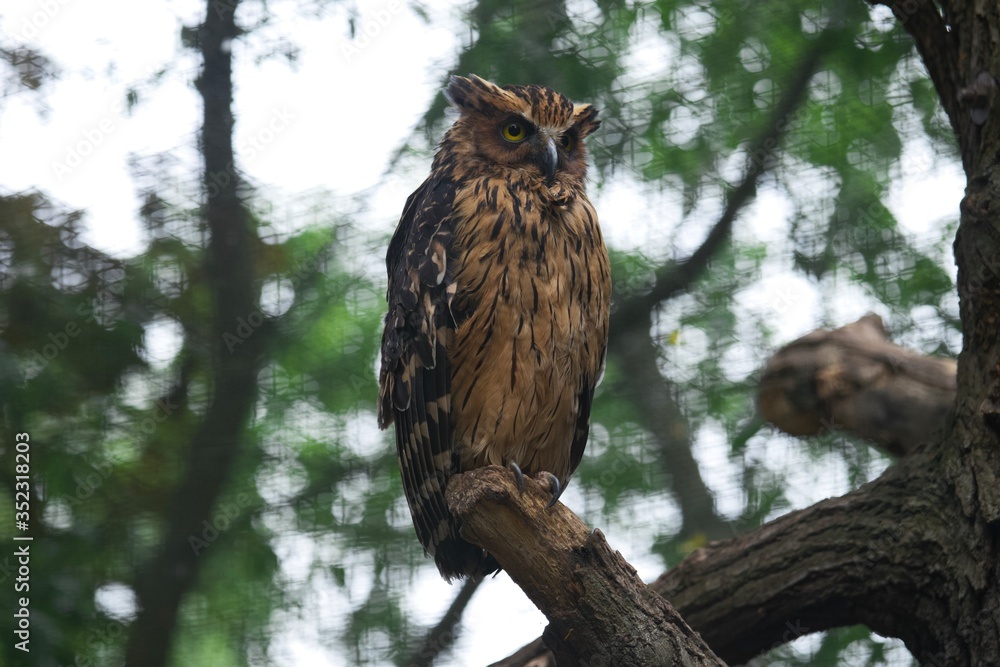 Great eagle owl sitting on a tree