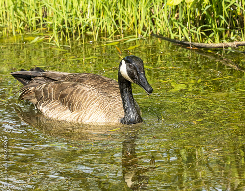 A beautiful Canada goose out for a swim on a warm day. 