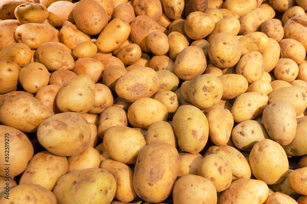 Pile of white, unwashed potatoes close-up side view. Young vegetables are laid out on the counter in the store. The concept of allowances and supplies. Pile of white, unwashed potatoes close-up side view. Young vegetables are laid out on the counter in the store. The concept of allowances and supplies.