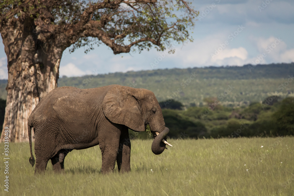 Beautiful elephants during safari in Tarangire National Park, Tanzania with trees in background.