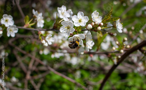 A bee on a cherry blossom. In spring, the bee pollinates the flowers. Small details close-up.