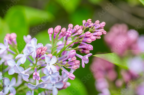 pink lilac branch on a green background