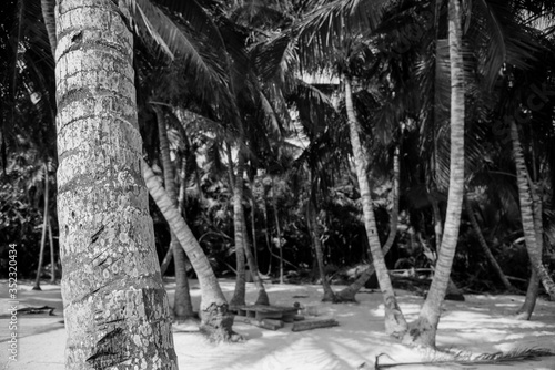 black and white photo of some palm trees at the beach, Xcacel 