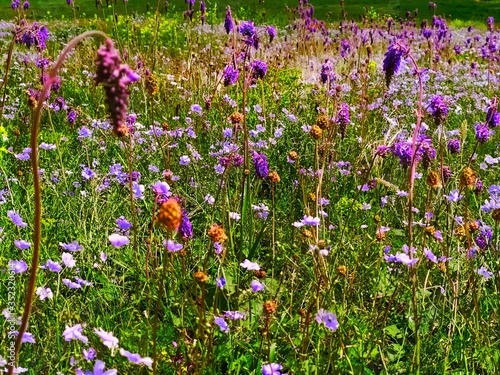 Beautiful wild field blue purple pink flowers on the meadow in spring and sammer photo