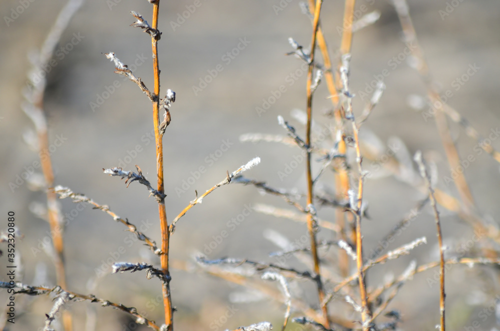 frost plants frost plants