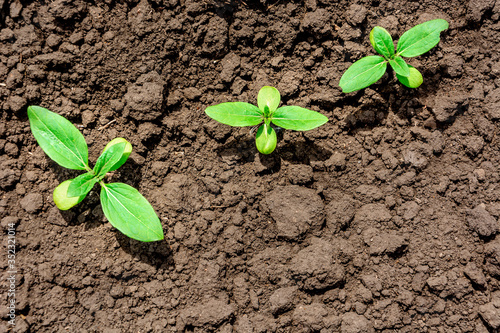 Sunflower Sprout Close-up, Top View, Flat Lay.
Cotyledons and four leaves of a sunflower sprout. Copy space, place for text. Agriculture. Ukraine