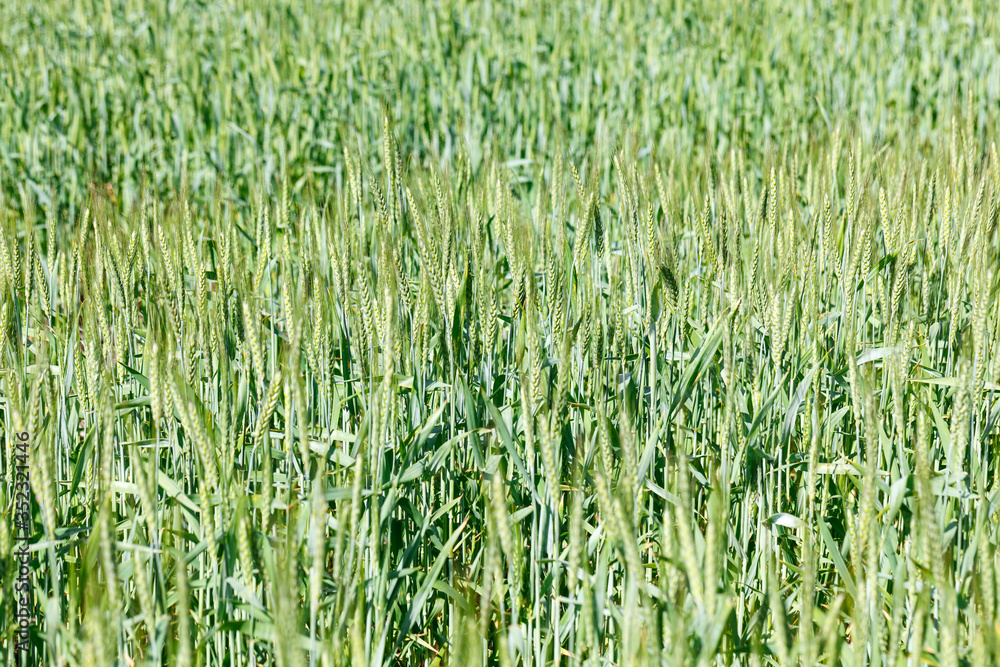 The spica of green wheat close up. Wheat field. Beautiful nature Sunset Landscape. Rural landscapes under shining sunlight. The spica of green wheat close up. Wheat field. Beautiful nature Sunset Landscape. Rural landscapes under shining sunlight.