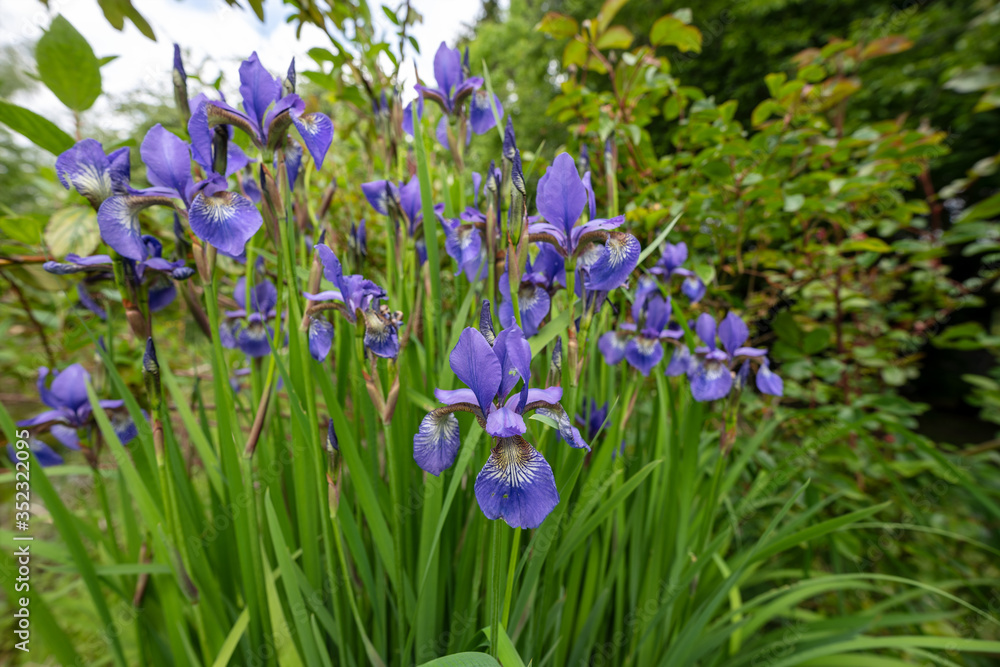 Blue flowers of siberian iris (Iris sibirica) with long green grass like leaves in a spring garden