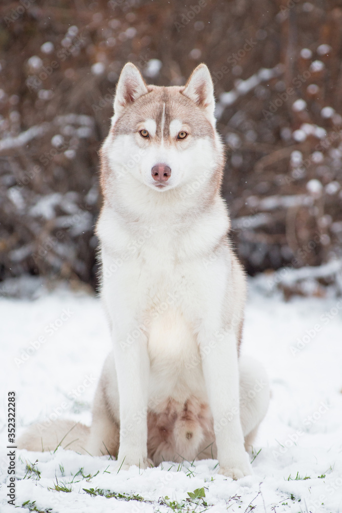 Husky male in the snow