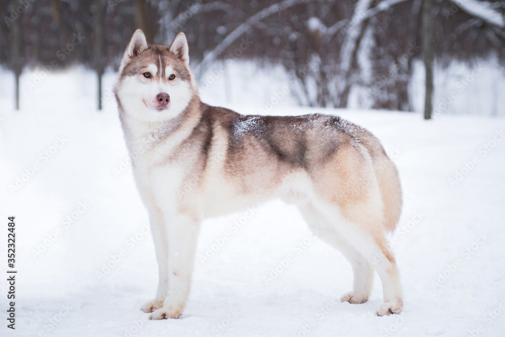 Husky dog (male) stands in the snow