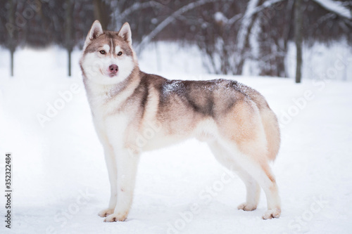 Husky dog  male  stands in the snow