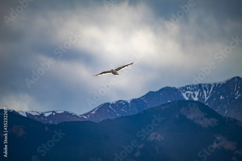 Seagull flying in the sky © APWDT LLC