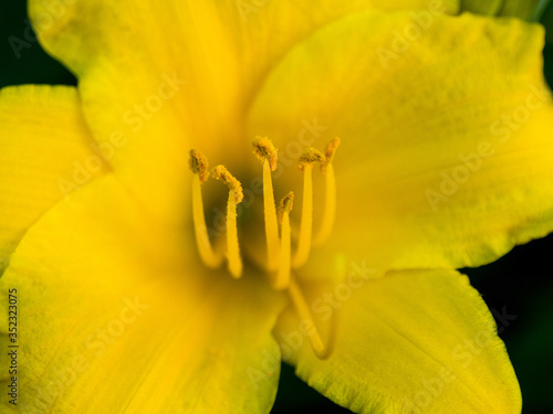 close-up of yellow lys flower photo