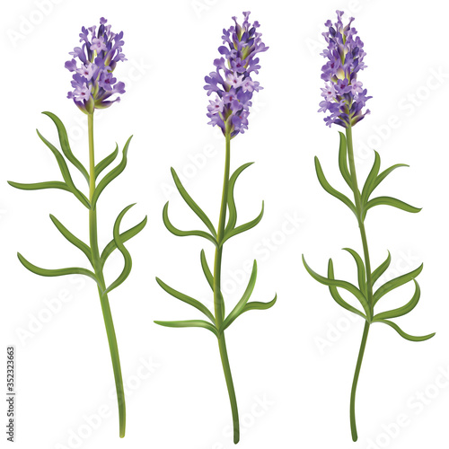 Set of blossom lavender flowers. Vector realistic illustration of aroma herb on isolated background.
