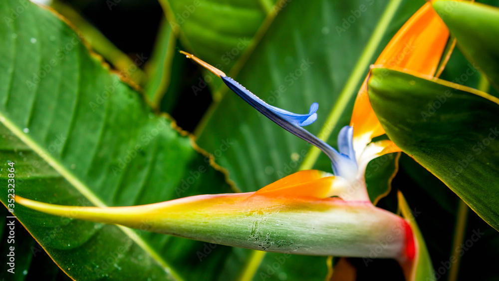 Obraz premium Closeup image of exotic tropical paradise bird flower growing in jungle forest