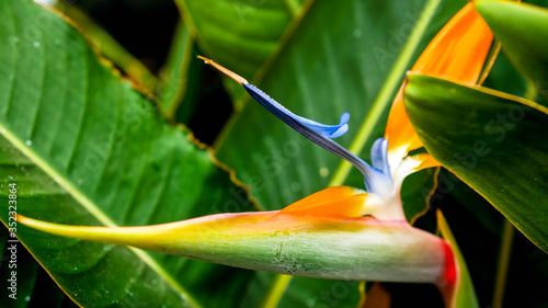 Closeup image of exotic tropical paradise bird flower growing in jungle forest
