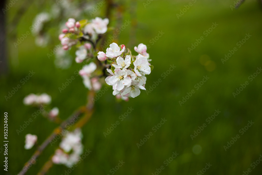 blooming apple garden,romantic spring background blooming apple garden,romantic spring background