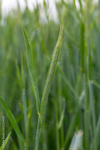 Detail of the young green Rye Spike