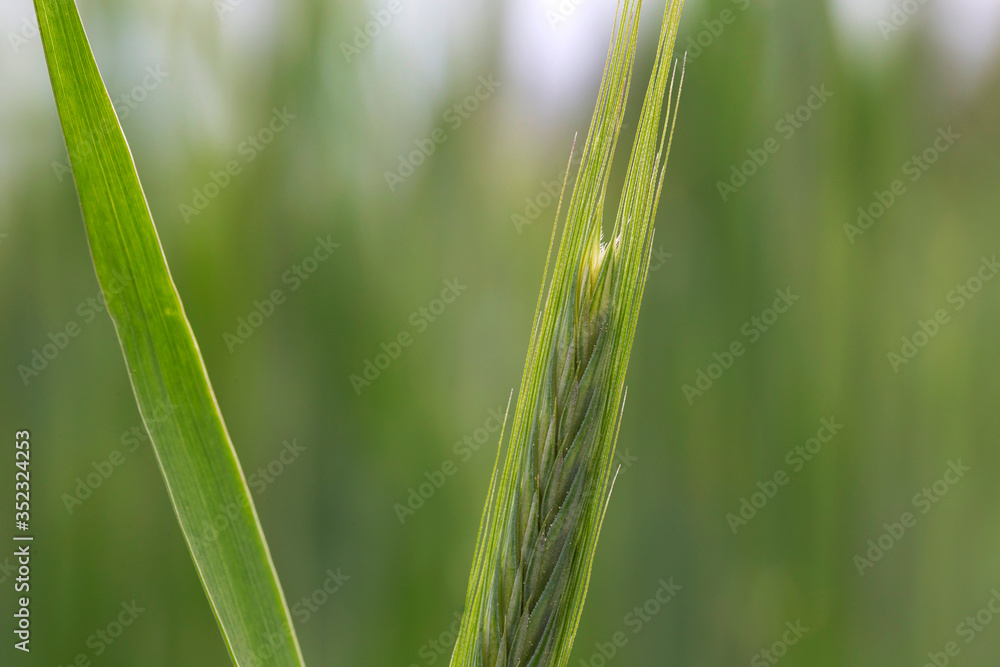 Detail of the young green Rye Spike Detail of the young green Rye Spike