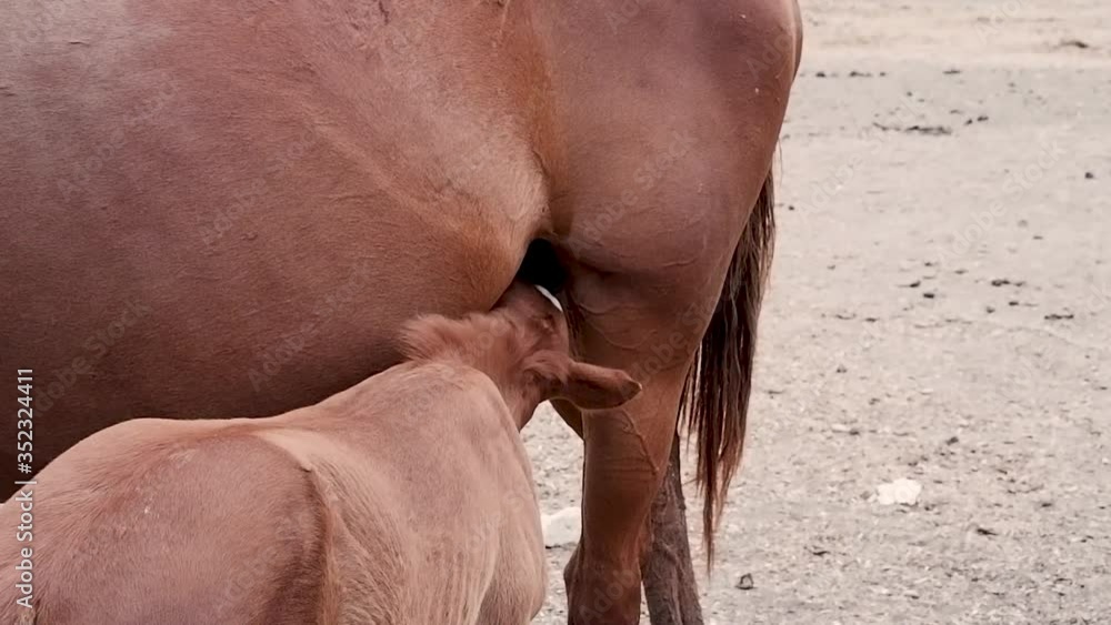 Family of horses. Horse farm. A small foal drinks milk. Family of horses. Horse farm. A small foal drinks milk.