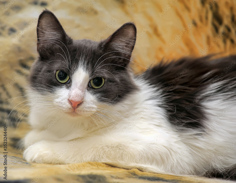 white with gray fluffy young beautiful cat lie on the sofa white with gray fluffy young beautiful cat lie on the sofa