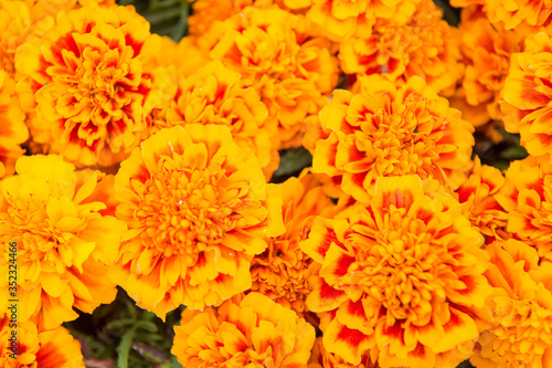 Bring the color of sunshine to your garden. Flower garden and gardening. Marigold tagetes background. Summer garden. Flower shop. Garden is where flowers bloom