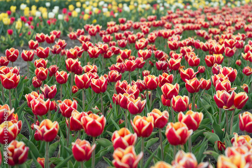 Take you flower. beauty of blooming field. famous tulips festival. Nature Background. group of holiday tulip flowerbed. Blossoming tulip fields. spring landscape park. country of tulip © be free