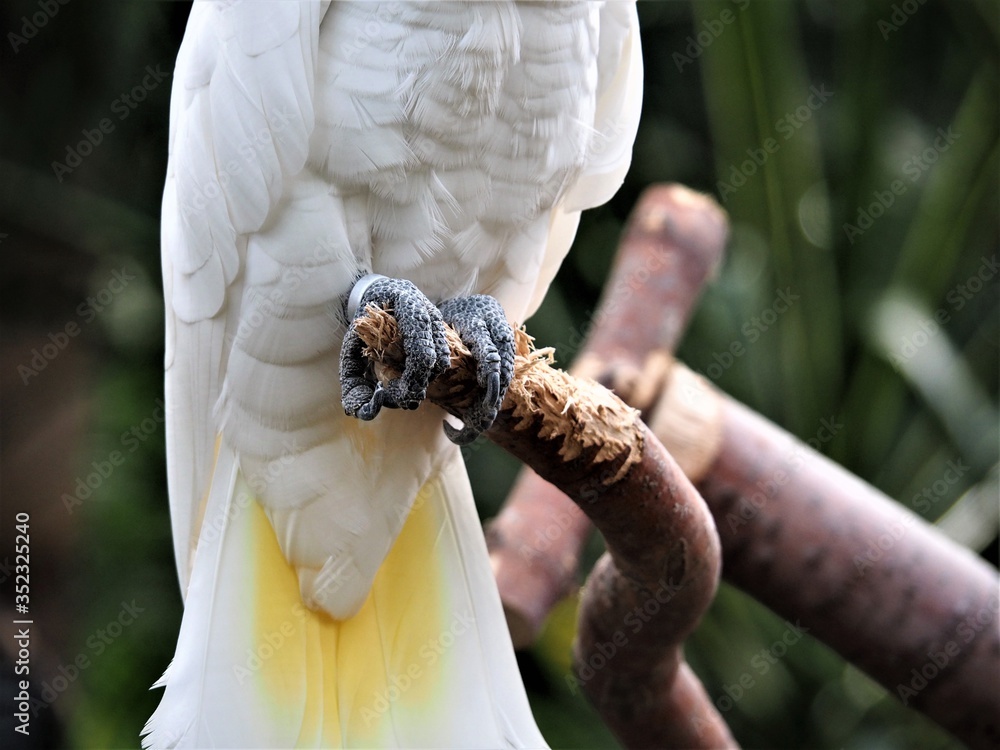 Fotografie white macaw bird talons on branch