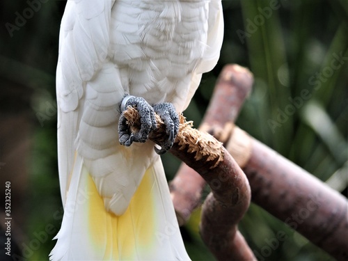 white macaw bird talons on branch