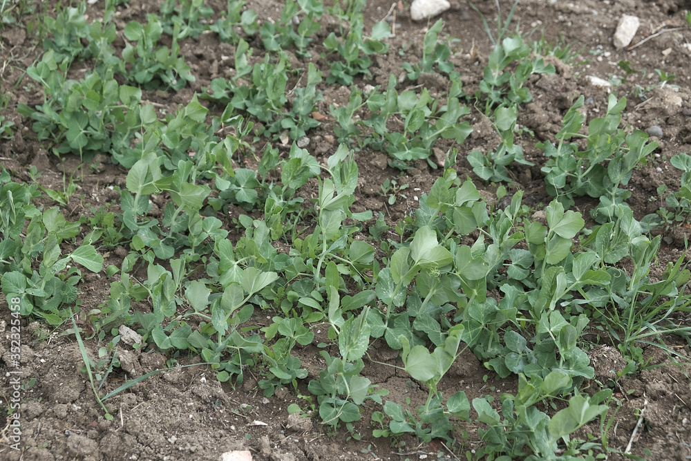 sprouted small pea plant planted in the garden, sprouted small pea plant planted in the garden,