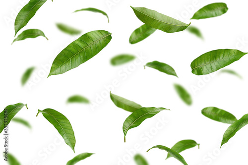 Falling Mango leaf isolated on white background, selective focus