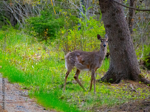 Fototapeta Naklejka Na Ścianę i Meble -  Deer at Bar Harbor Maine National Park spring visit
