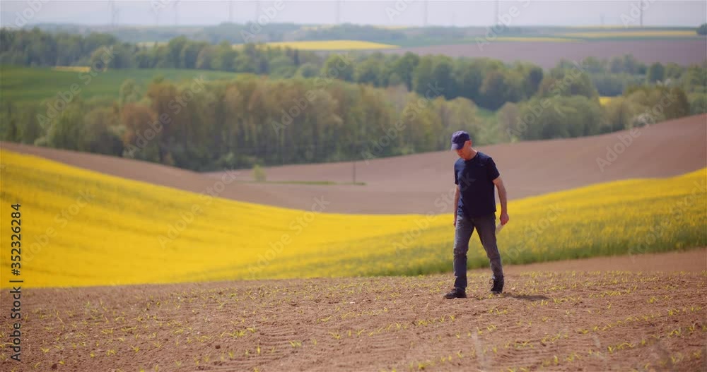 Agriculture - Farmer Walking on Field Examining Crops at Farm at Dusk. Agriculture - Farmer Walking on Field Examining Crops at Farm at Dusk.