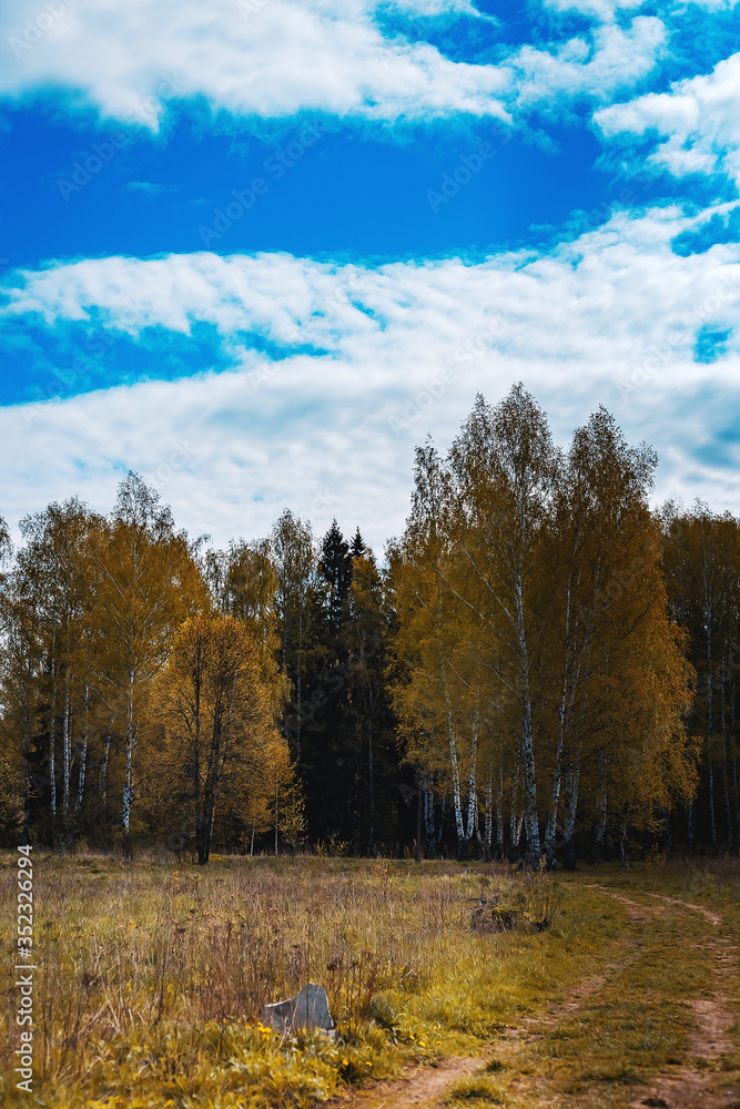 picturesque virgin beautiful mixed forest without people