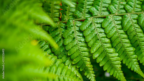 Fototapeta Naklejka Na Ścianę i Meble -  Macro image of green fern leaf growing in forest