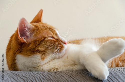 ginger cat lying on the couch with crossed legs