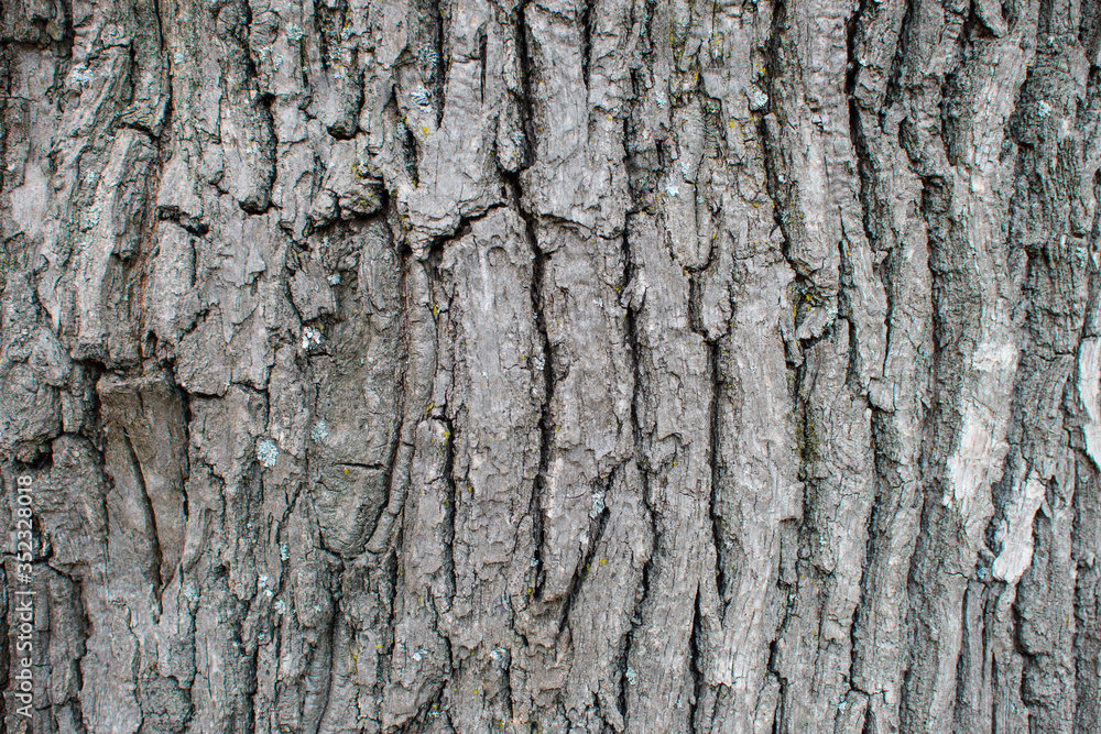 Old natural wooden rugged background close up, texture of bark wood. Tree trunk natural background Old natural wooden rugged background close up, texture of bark wood. Tree trunk natural background