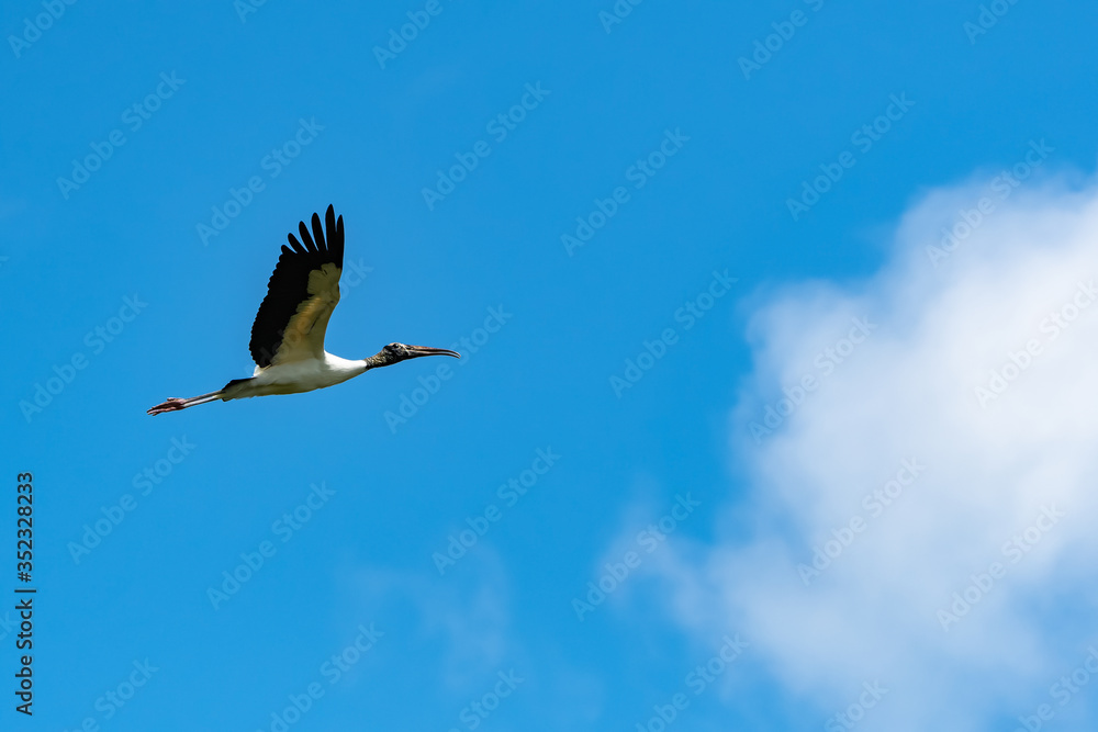 Naklejka premium Wood stork flying overhead at Harris Neck wildlife refuge in coastal Georgia.