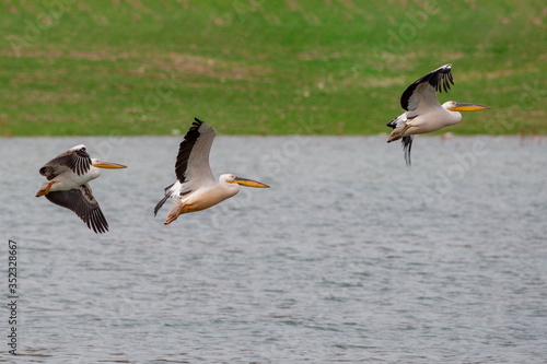 Great White Pelican, (Pelecanus onocrotalus) in its natural habitat. © Ali Tellioglu