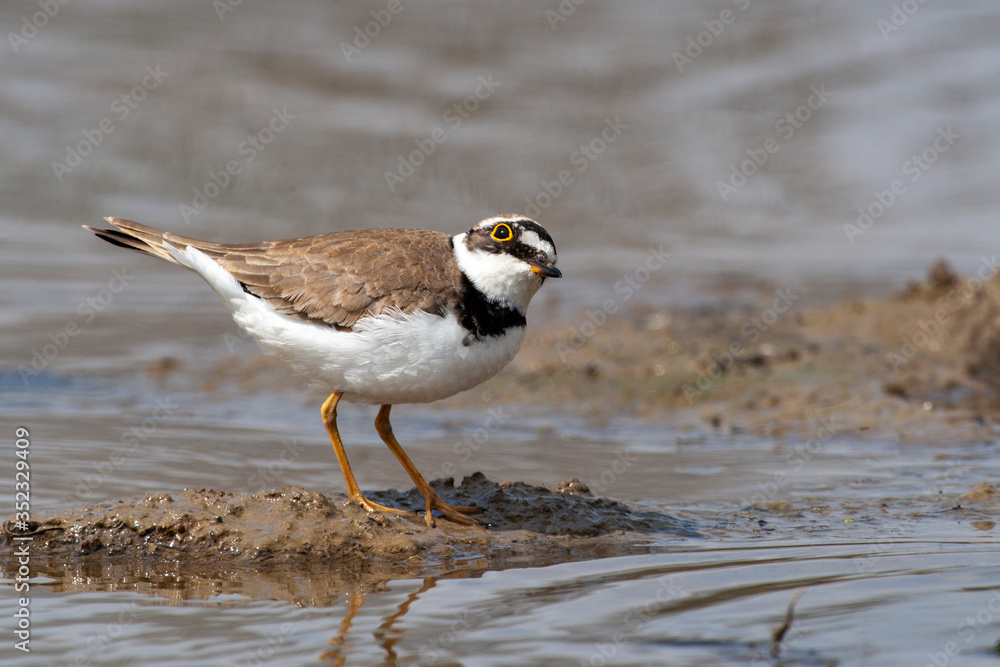 Common Ringed Plover, (Charadrius) in a natural habitat. Common Ringed Plover, (Charadrius) in a natural habitat.