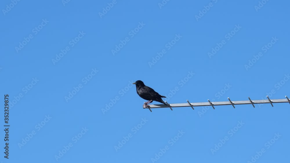 Starling posing on television antenna Starling posing on television antenna