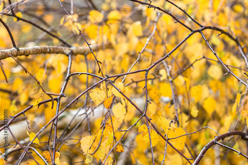 Branches of birch with yellow autumn leaves in the forest.