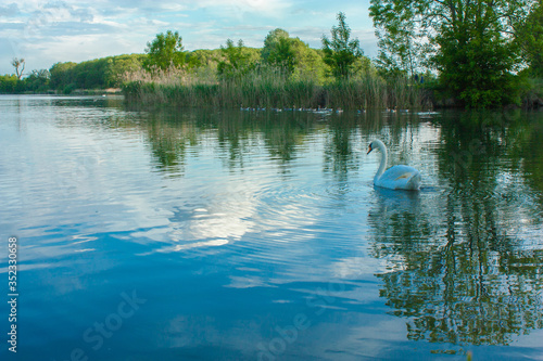 White swans and ducks floating on the pond with the blue water on the trees and bulrush background in the evening sunlight
